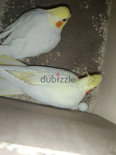 3قصوص شغالين  تحتهم زغاليل وحصى