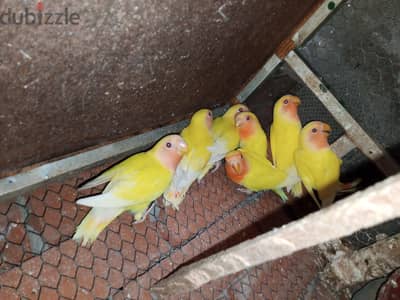 روز لاتينى