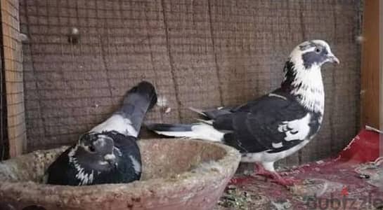 مطلوب زغاليل حمام بلدي للتربيه