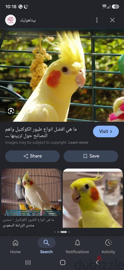محتاج بغبغان كوكتيل بريل للتبني اولى بيع