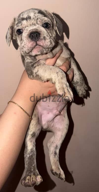 french bulldog فرنش بولدوج