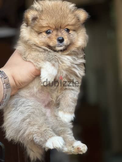 Pomeranian puppy vaccinations