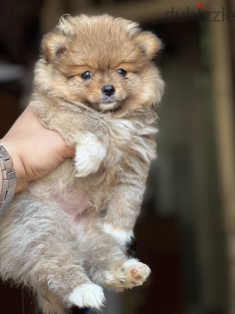 Pomeranian puppy vaccinations 1