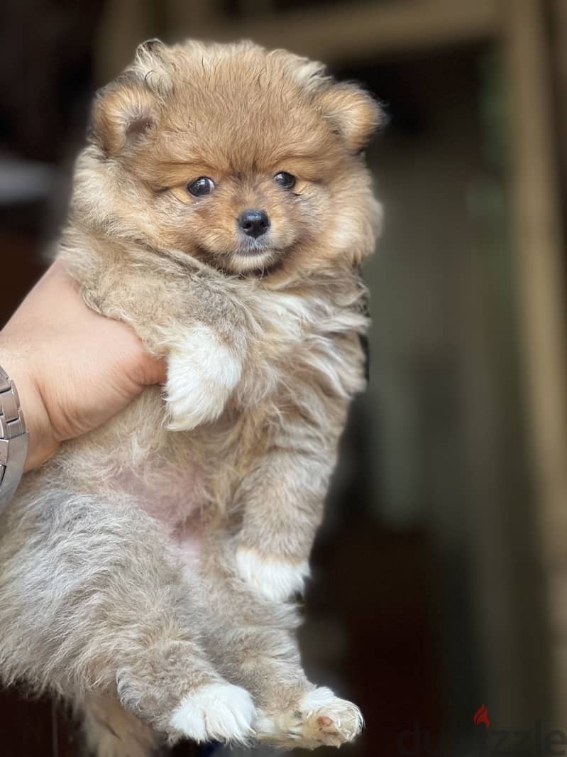 Pomeranian puppy vaccinations 2