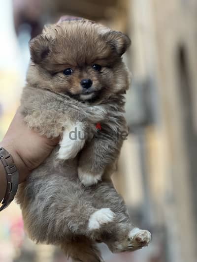 Pomeranian puppy pure vaccinations