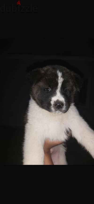 جراوي امريكن اكيتا american akita