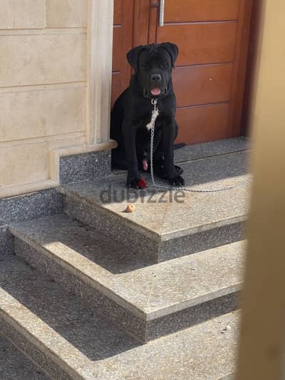 Ken korso  pure dog