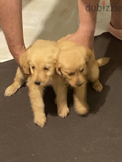 Golden puppies male and female جراوي جولدن ذكر و أنثى
