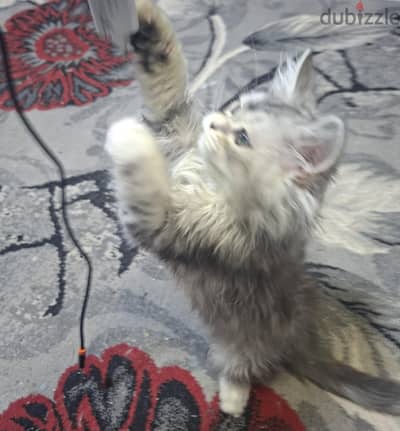 مش مجرد قطة