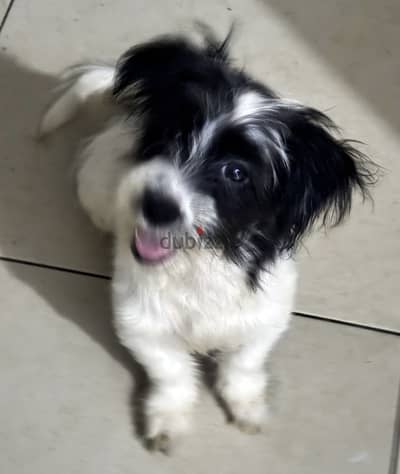 Griffon puppies
