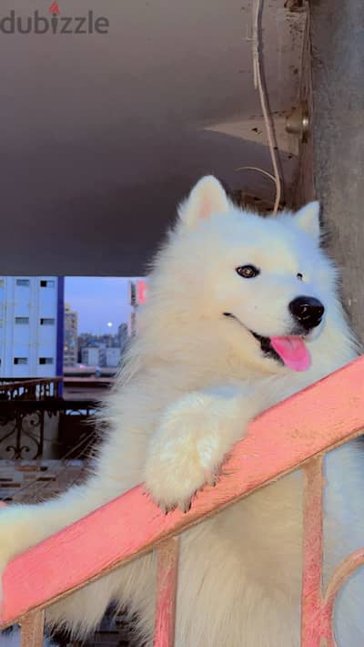 Male Samoyed for sale