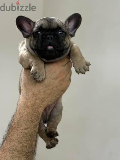 French bulldog فرنش بولدوج