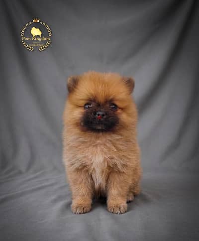 Gorgeous Brown Teacup Pomeranian Girl | بومرينيان تيدي بير بنوتة