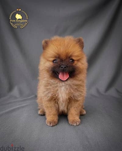 Gorgeous Brown Teacup Pomeranian Girl | بومرينيان تيدي بير بنوتة