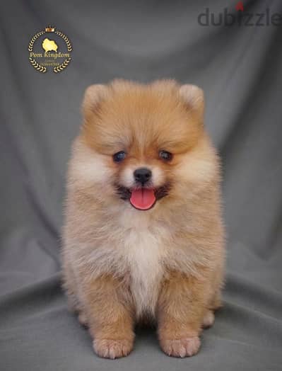premium Teacup pomeranian female (teddy face) جرو بومرينيان أنثى بيور