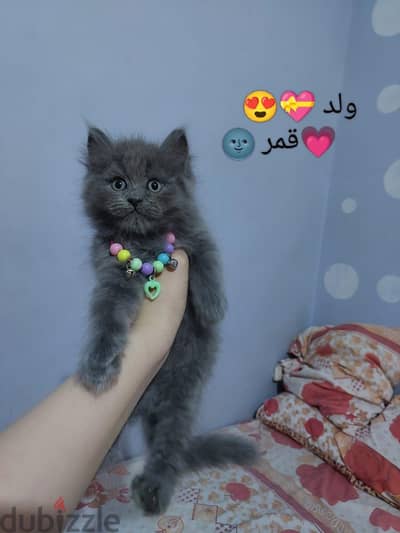 قطط شيرازي