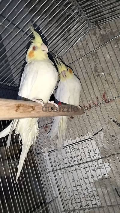 شباب كوكتيل