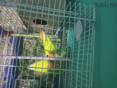 روز اوبلاين  اورنج