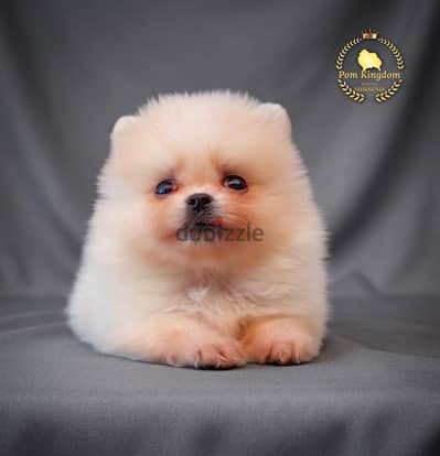 Rare white Pomeranian teacup boy (snowball) جرو بومرينيان أبيض تى كاب