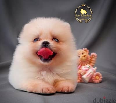 Rare white Pomeranian teacup boy (snowball) جرو بومرينيان أبيض تى كاب