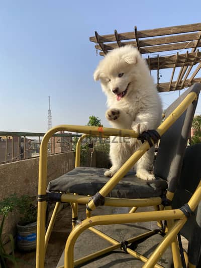 Samoyed