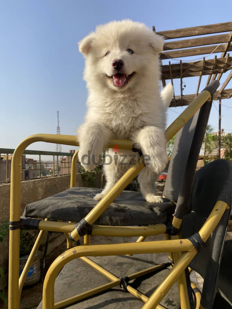 Samoyed 1
