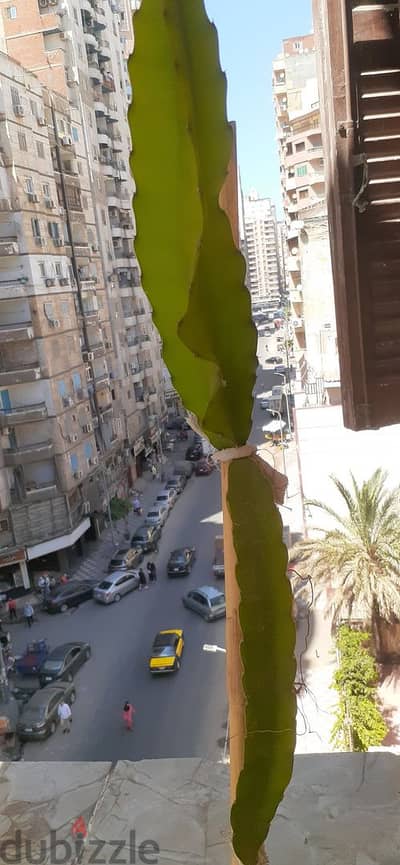 دراجون فروت