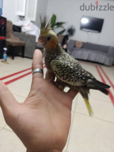 زغلول كوكتيل