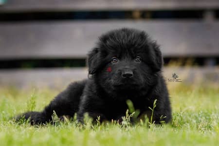 Best imported German shepherd puppies