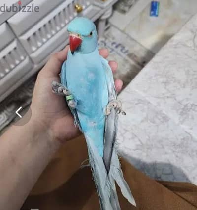 ممطلووووب فرد درة ازرق بدل بي جوز اخضر