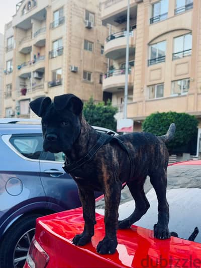 Cane corson كين كورسو ٥ شهور