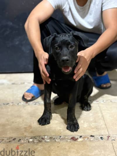 Cane corso كين كورسو ٥ شهور نتايه