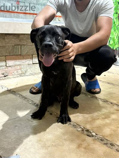 Cane corso كين كورسو ٥ شهور دكر