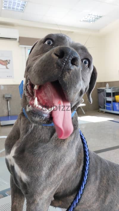 كين كورسو cane corso نتايه