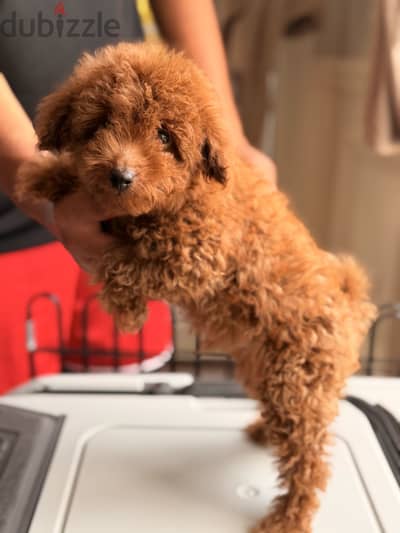 Teacup Toy Poodle 90 days (Imported Parents)