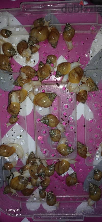 حلزون افريقي البينو