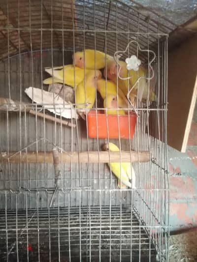 روووووز