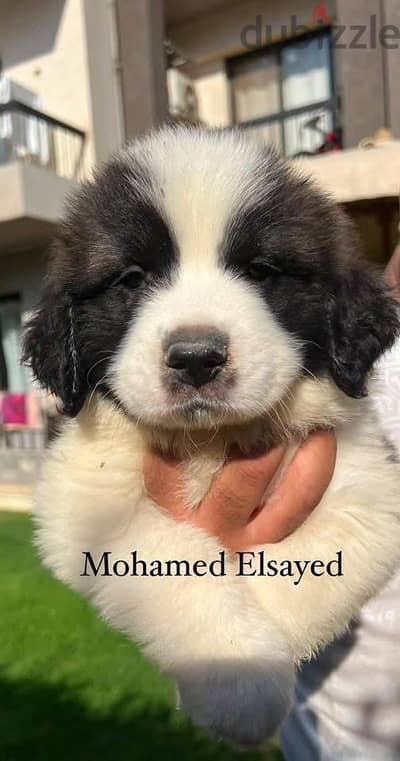 جراوي سانت برنارد . . saint bernard puppies