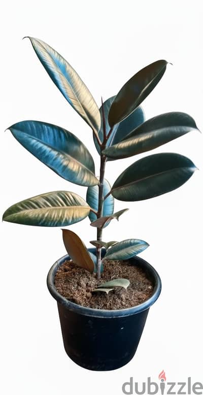 Ficus burgandy