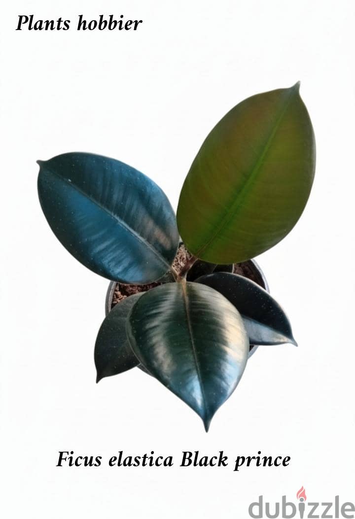 Ficus burgandy 1