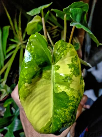 Philodendron burle marx var