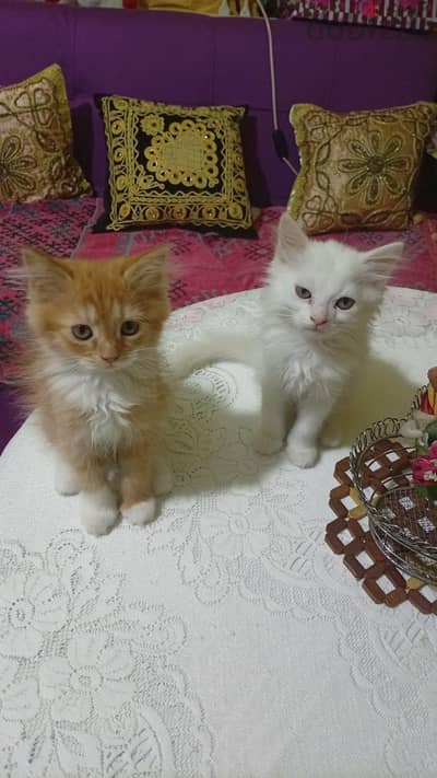 ولد وبنت قطط شيرازي ٥٥ يوم