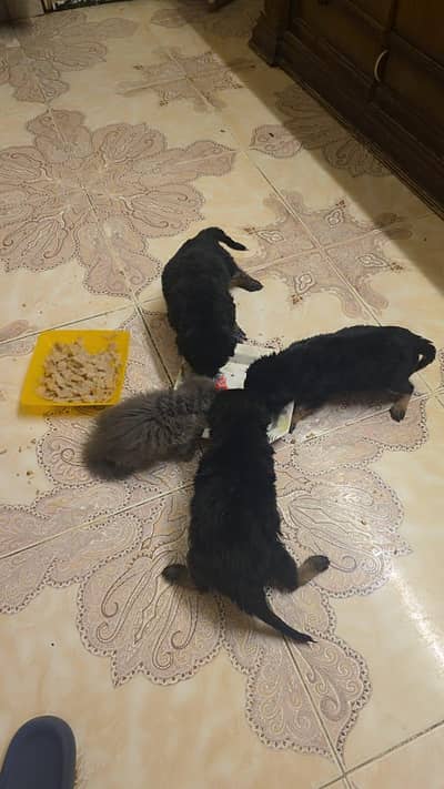 جراوي جرمن