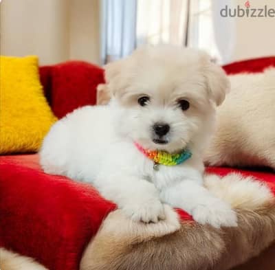 بنوته هافانيز Havanese ميني بيوررر
