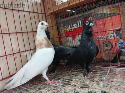حمام زينه للبيع