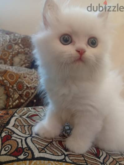 بنوته شيرازي بيور عمر 50 يوم لاعبيه جدا جدا