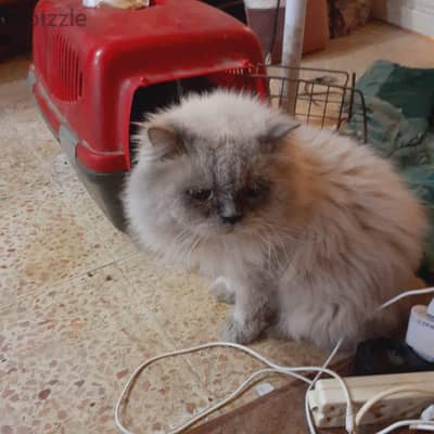 قط ذكر هيمالايا وانثى شيرازي للتبني