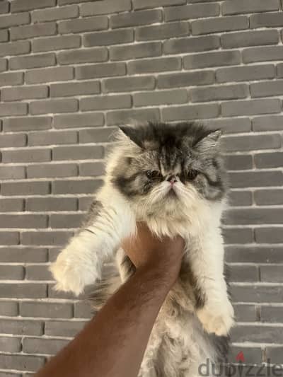 Himalayan Persian