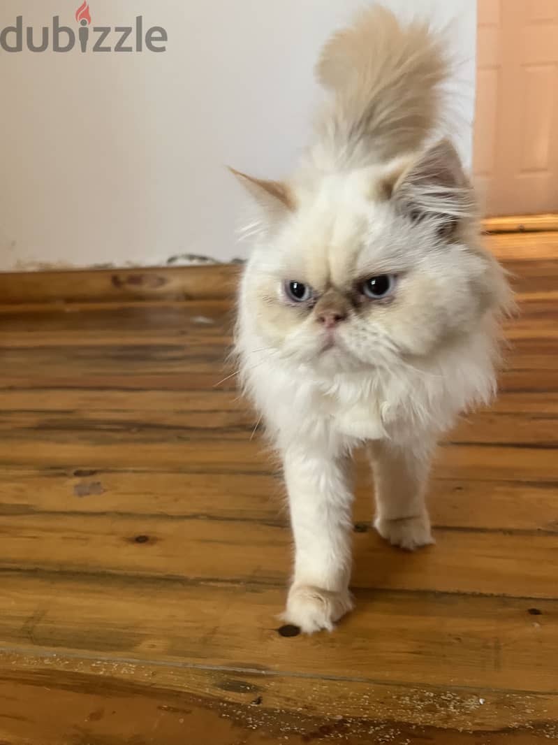 Himalayan Persian 1