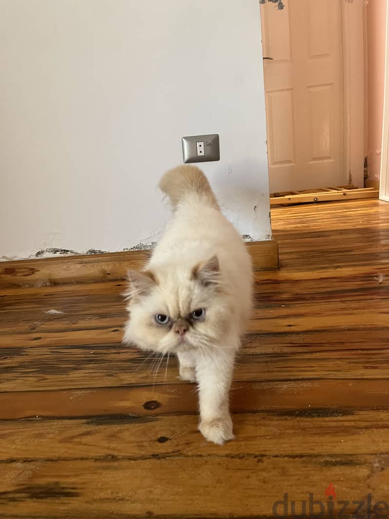 Himalayan Persian 2